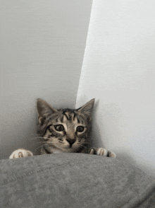 a cat is peeking out of a corner of a room