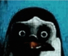 a close up of a penguin 's face with big eyes looking at the camera .