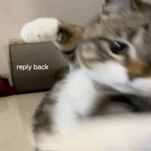 a close up of a cat 's face with the words reply back below it