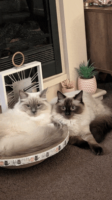 two cats are laying next to each other on the floor in front of a fireplace