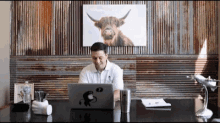 a man is sitting at a desk with a laptop and a picture of a cow on the wall behind him