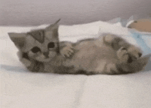 a kitten is laying on its back on a white blanket on a bed .