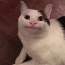 a white and black cat is laying on the floor and making a funny face