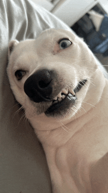 a close up of a white dog making a face