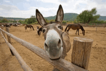 a donkey sticking its head over a wooden fence with horses grazing in the background