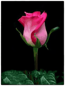 a close up of a pink rose with green leaves on a black background .