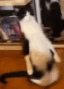 a black and white cat is sitting on a wooden floor .