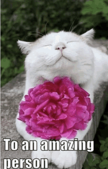 a white cat is holding a pink flower with the words to an amazing person above it