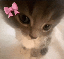 a close up of a cat with a pink bow on it 's head