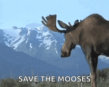 a moose standing in front of mountains with the words save the mooses written below it