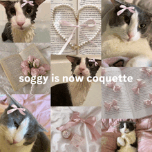 a cat with a pink bow on its head and the words soggy is now coquette