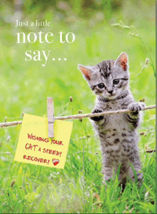 a kitten is hanging on a clothes line with a note hanging from it that says wishing your cat a speedy recovery