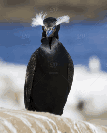 a black bird with white feathers on its head is standing on a rock in front of twenty20