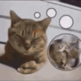 a close up of a cat laying down with circles around it