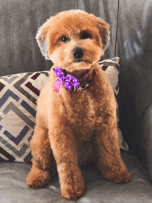 a small brown dog wearing a purple polka dot bow tie sits on a couch