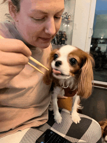 a woman feeds a small dog with chopsticks