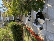 a black and white dog standing on a sidewalk next to a bush