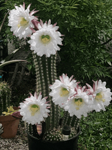 a potted cactus with white flowers and pink edges