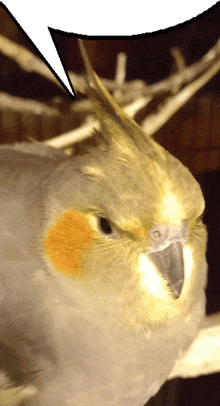 a close up of a bird 's face with a speech bubble above it