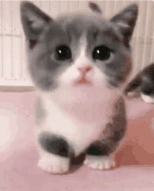 a gray and white kitten is sitting on a pink surface looking at the camera .