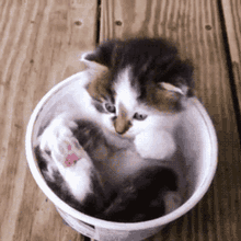 a kitten is sitting in a plastic cup on a wooden surface