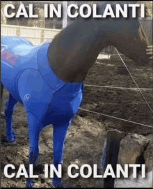 a picture of a horse wearing a blue bodysuit with the words cal in colanti on the bottom