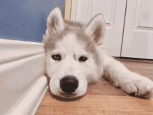 a husky puppy laying on a wood floor