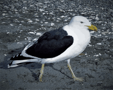 a black and white seagull with a yellow beak is standing on the ground