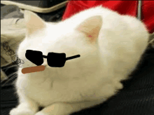 a white cat wearing sunglasses and a cigar