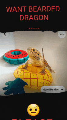 a picture of a lizard sitting on a pineapple float with the words want bearded dragon above it