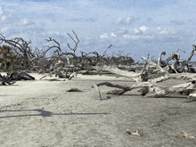 a beach with a lot of dead trees in the sand