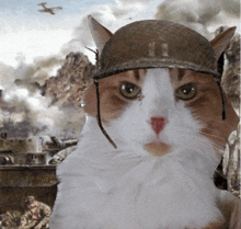 a brown and white cat wearing a military helmet