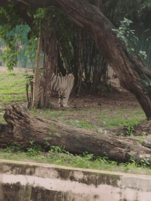 a white tiger standing under a tree in a zoo