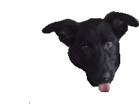 a black dog is sticking its tongue out and looking at the camera