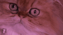 a closeup of a cat 's face with a pink background