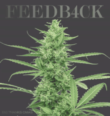 a marijuana plant with feedback4ck written on the bottom