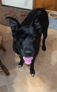 a black dog standing on a tiled floor with its tongue out