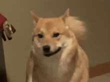 a shiba inu dog is sitting on a bed and smiling at the camera .