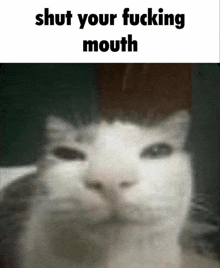 a picture of a cat with the words shut your fucking mouth below it