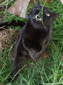 a black cat with its mouth open eating grass