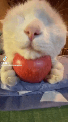 a white cat is holding an apple in its paws .