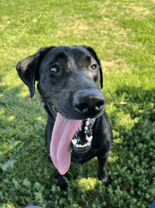 a black dog with its pink tongue hanging out