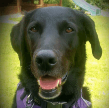 a black dog is wearing a purple harness