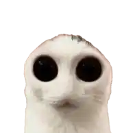 a close up of a white cat 's face with black eyes