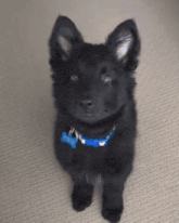 a black puppy wearing a blue collar with a tag that says ' i 'm a dog ' on it