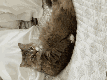 a cat laying on a bed with a white quilt