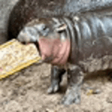 a close up of a hippopotamus eating a piece of food on the ground .