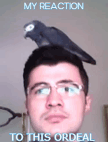 a man with glasses has a bird on top of his head with the caption my reaction to this ordeal