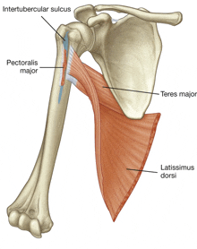 a diagram of a shoulder with the muscles labeled pectoralis major and teres major