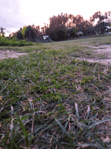 a field of grass with trees in the background at sunset